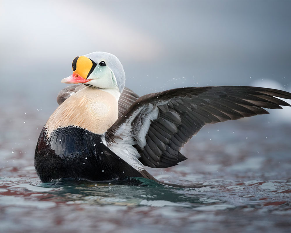 skua norway
