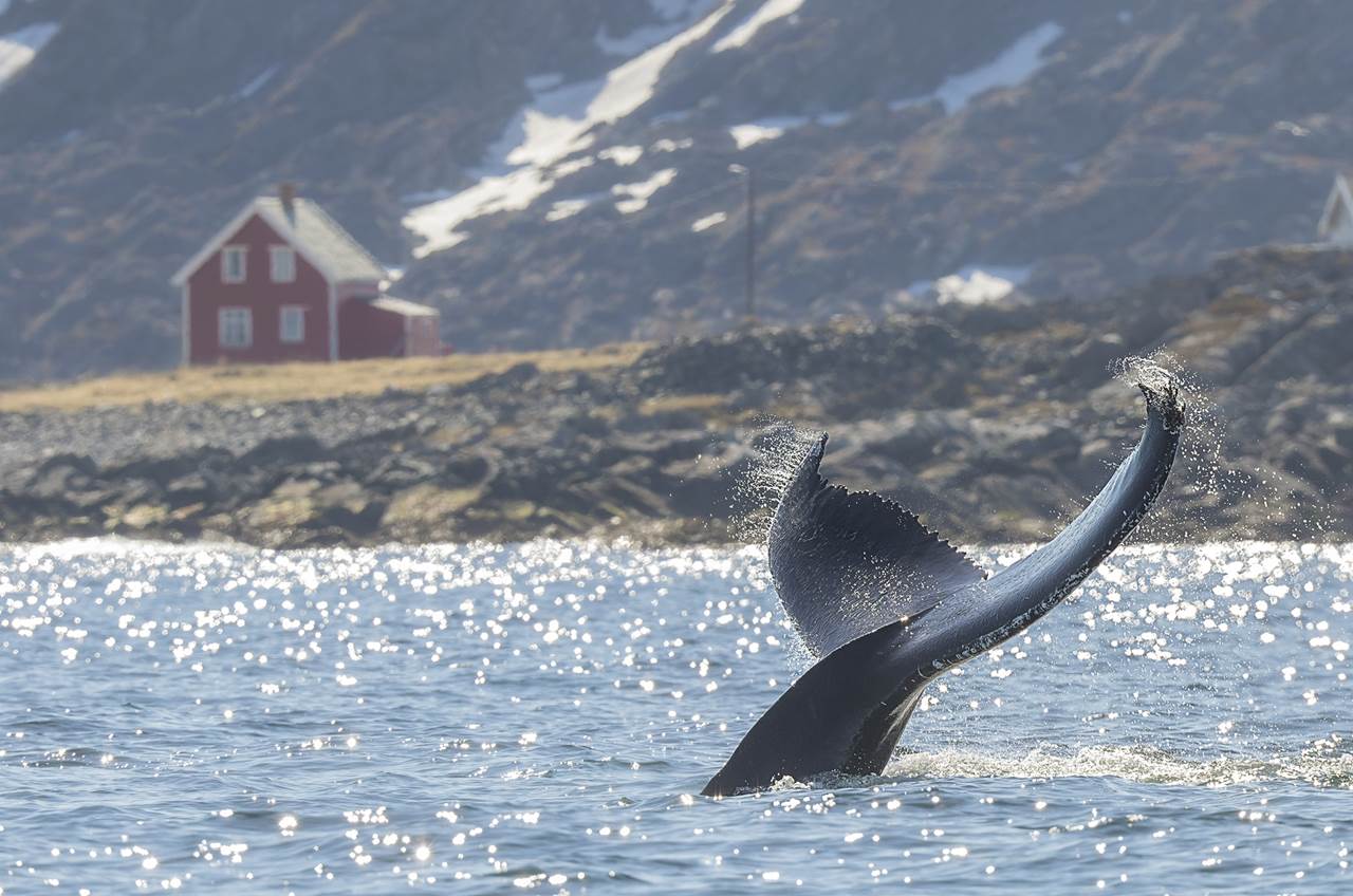 humpback whale barents sea