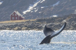 humpback whale barents sea