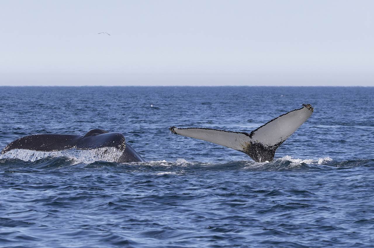 humpback whales barents sea