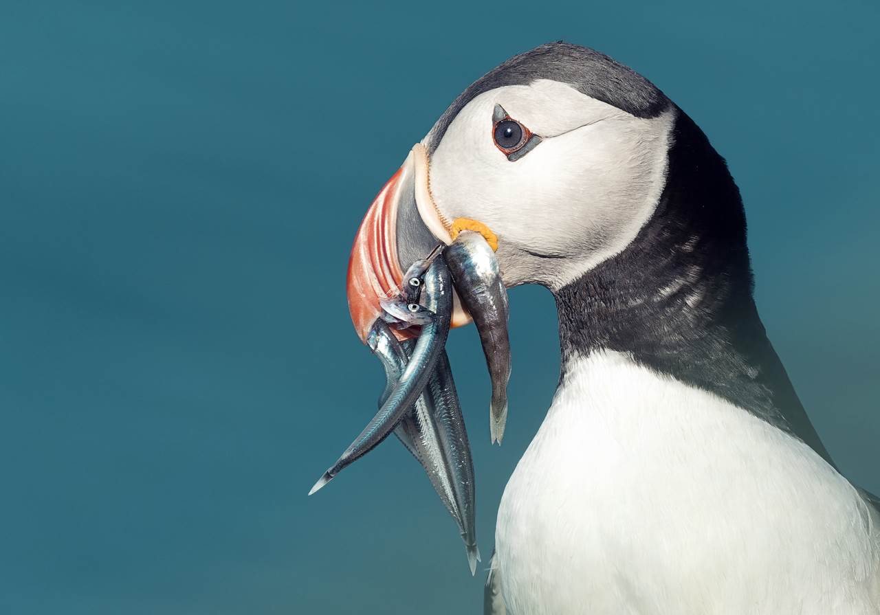 puffin hornoya island 2