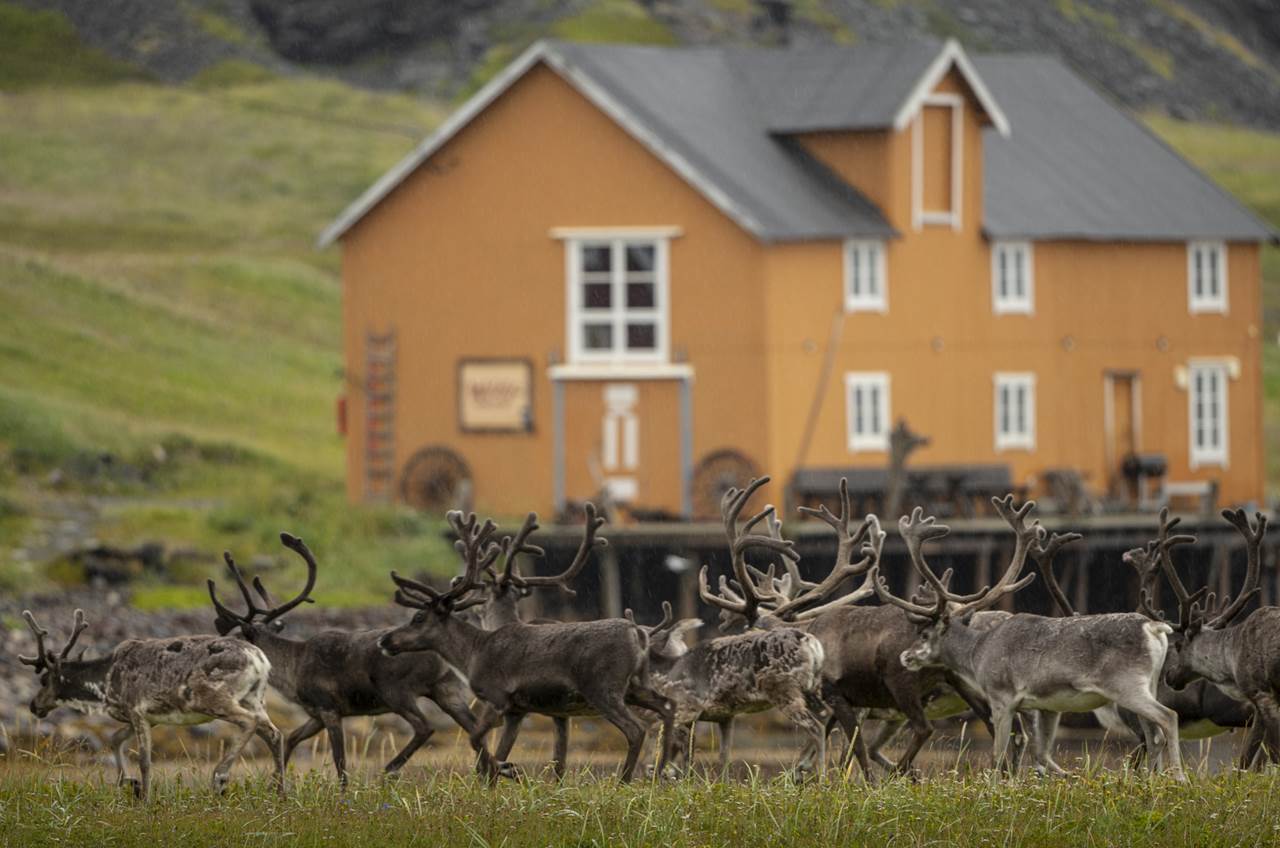 reindeer kongsfjord arctic lodge