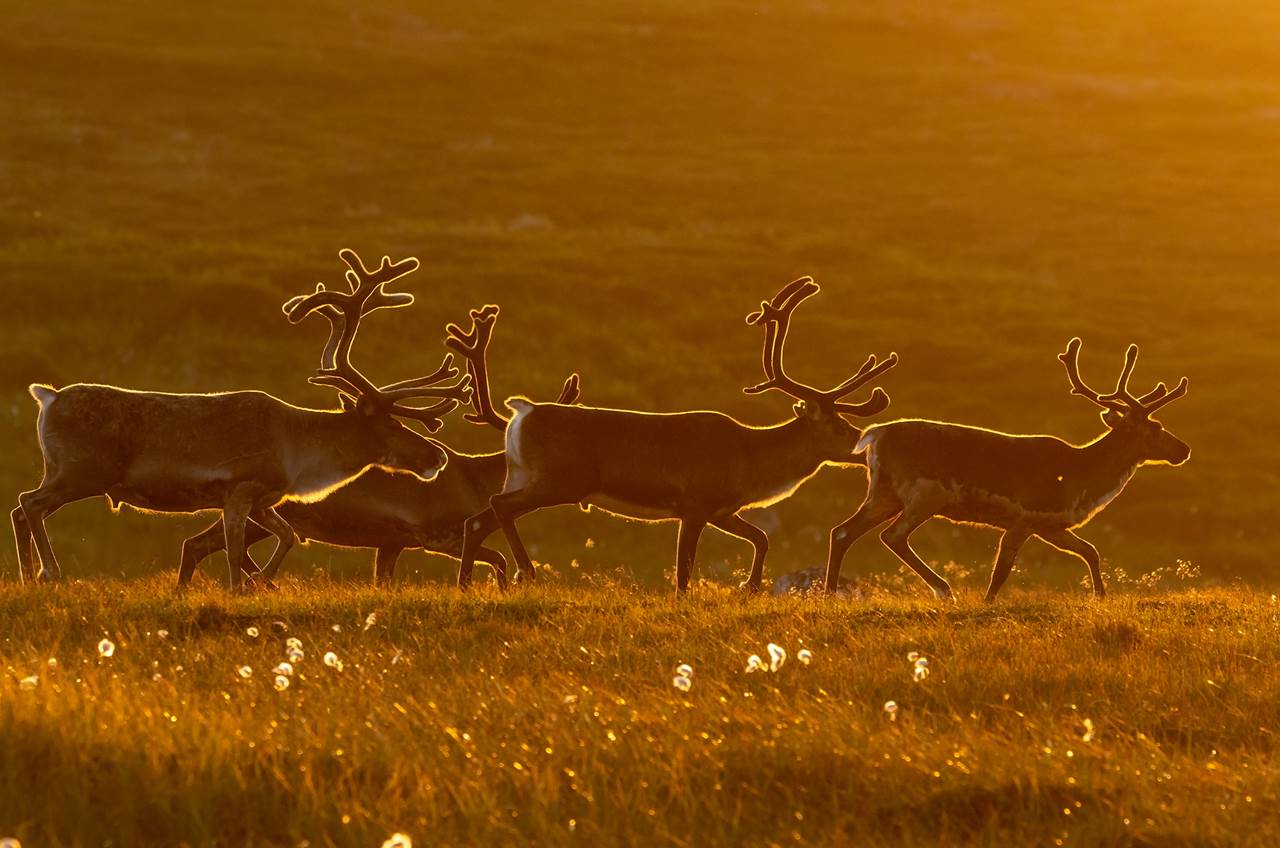reindeer kongsfjord