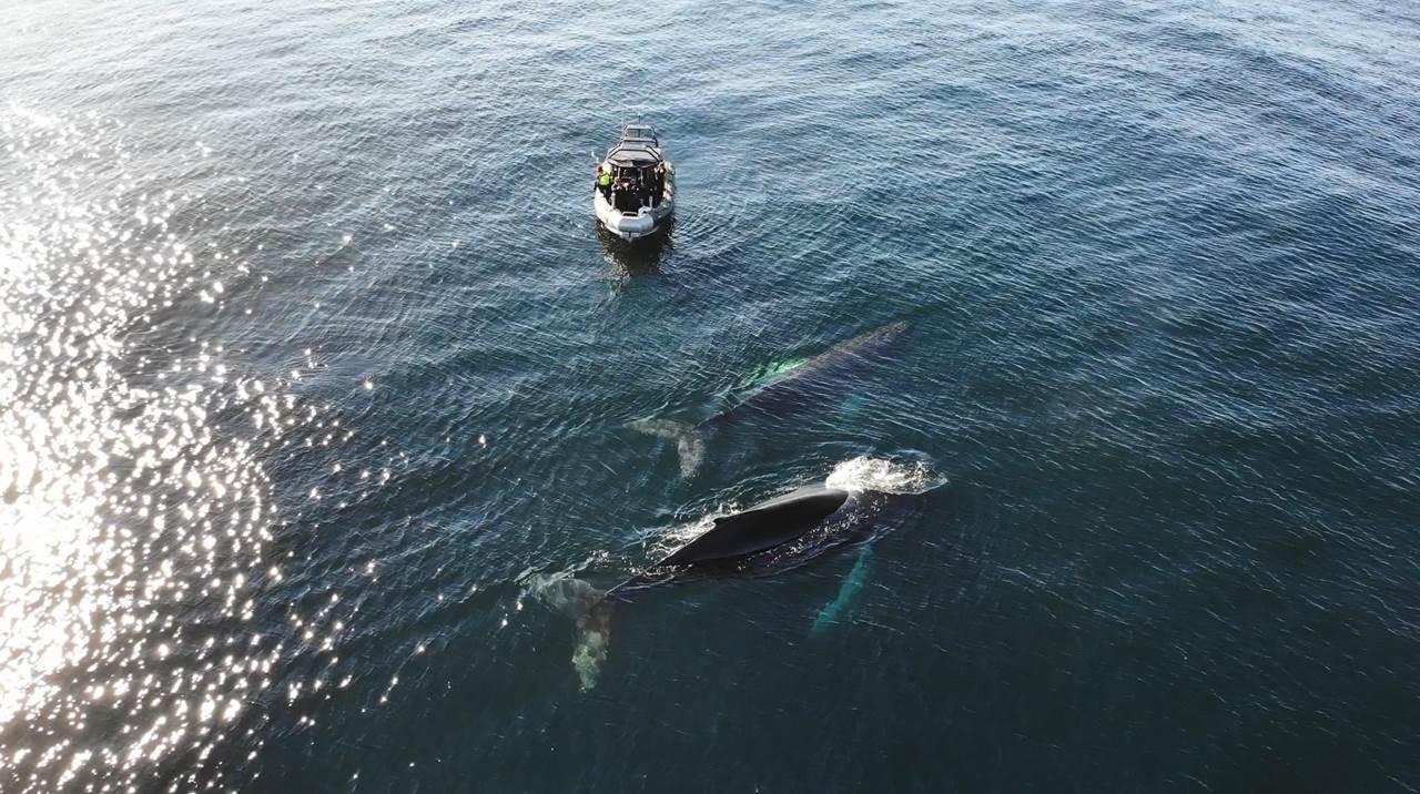 whale barents sea