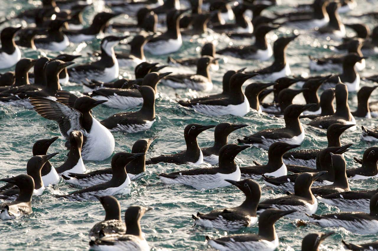 6n4a6282 skua 2