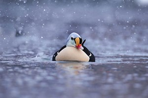 eiderreal norway mercerromero