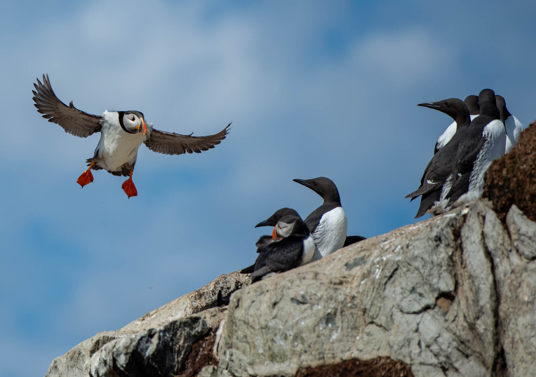 epic arctic tour skua 17