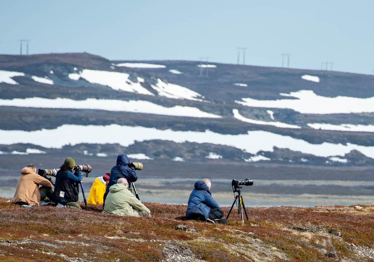 epic arctic tour skua 18