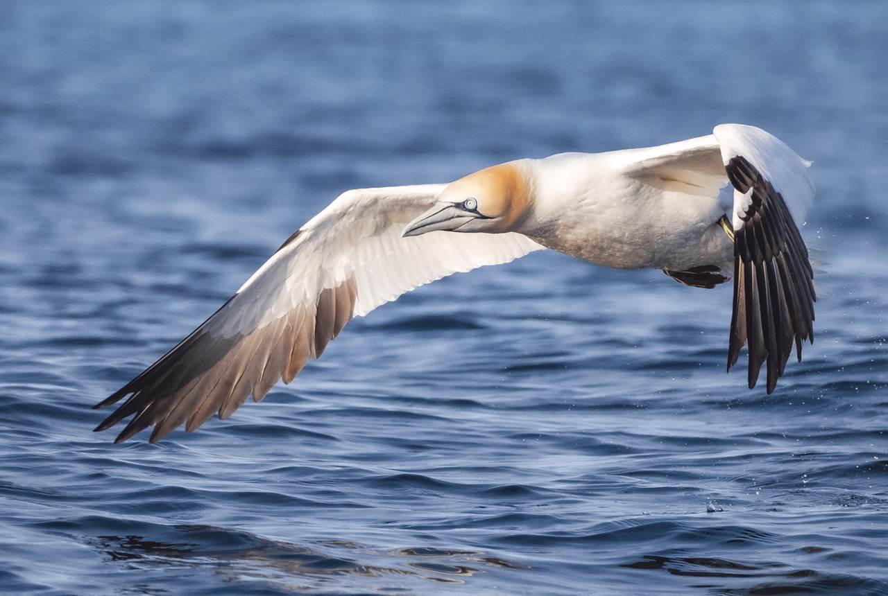 epic arctic tour skua 14