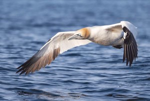 epic arctic tour skua 14
