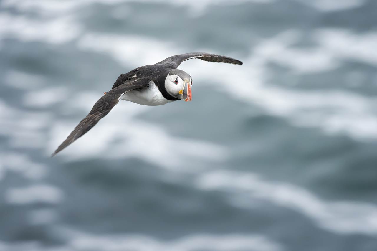 epic arctic tour skua 15
