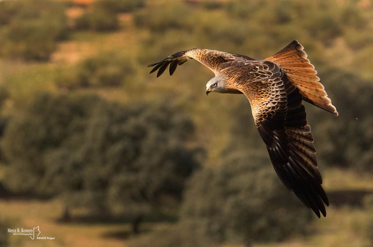 vultures extremadura skua 7