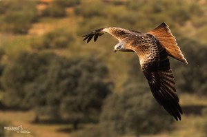 vultures extremadura skua 7