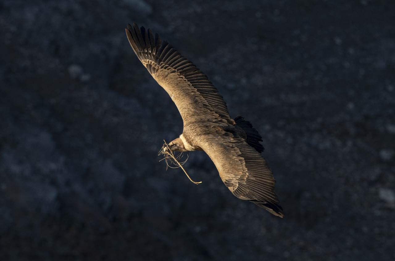 vultures extremadura skua 15