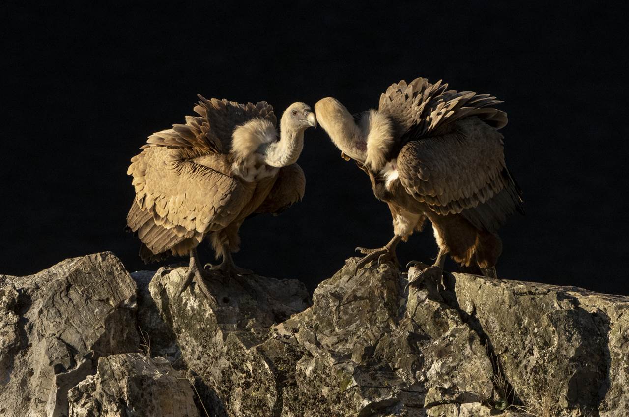 vultures extremadura skua 16