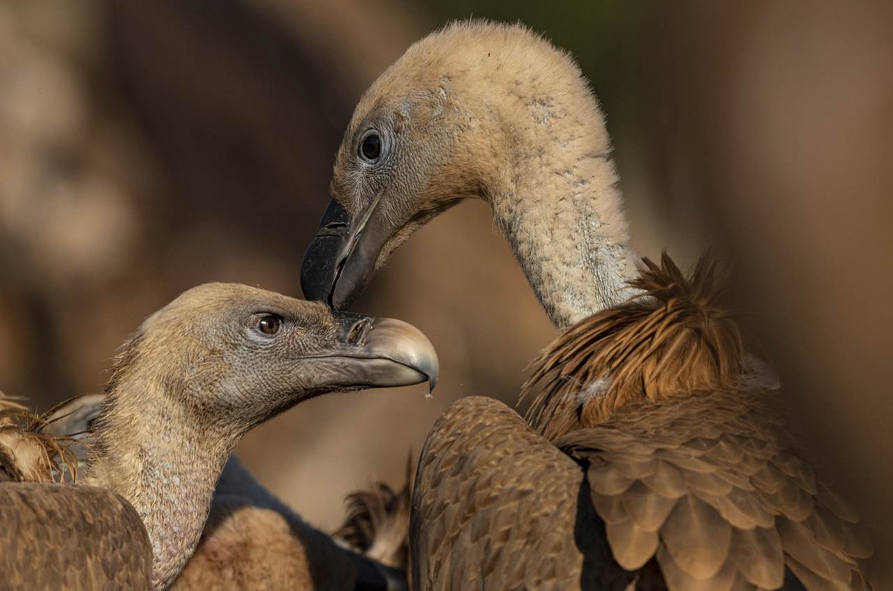 vultures extremadura skua 18