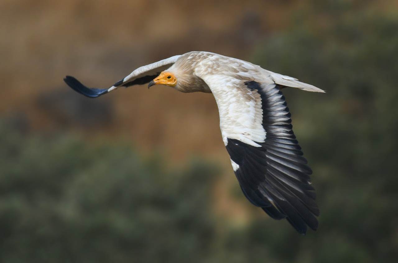 vultures extremadura skua 19