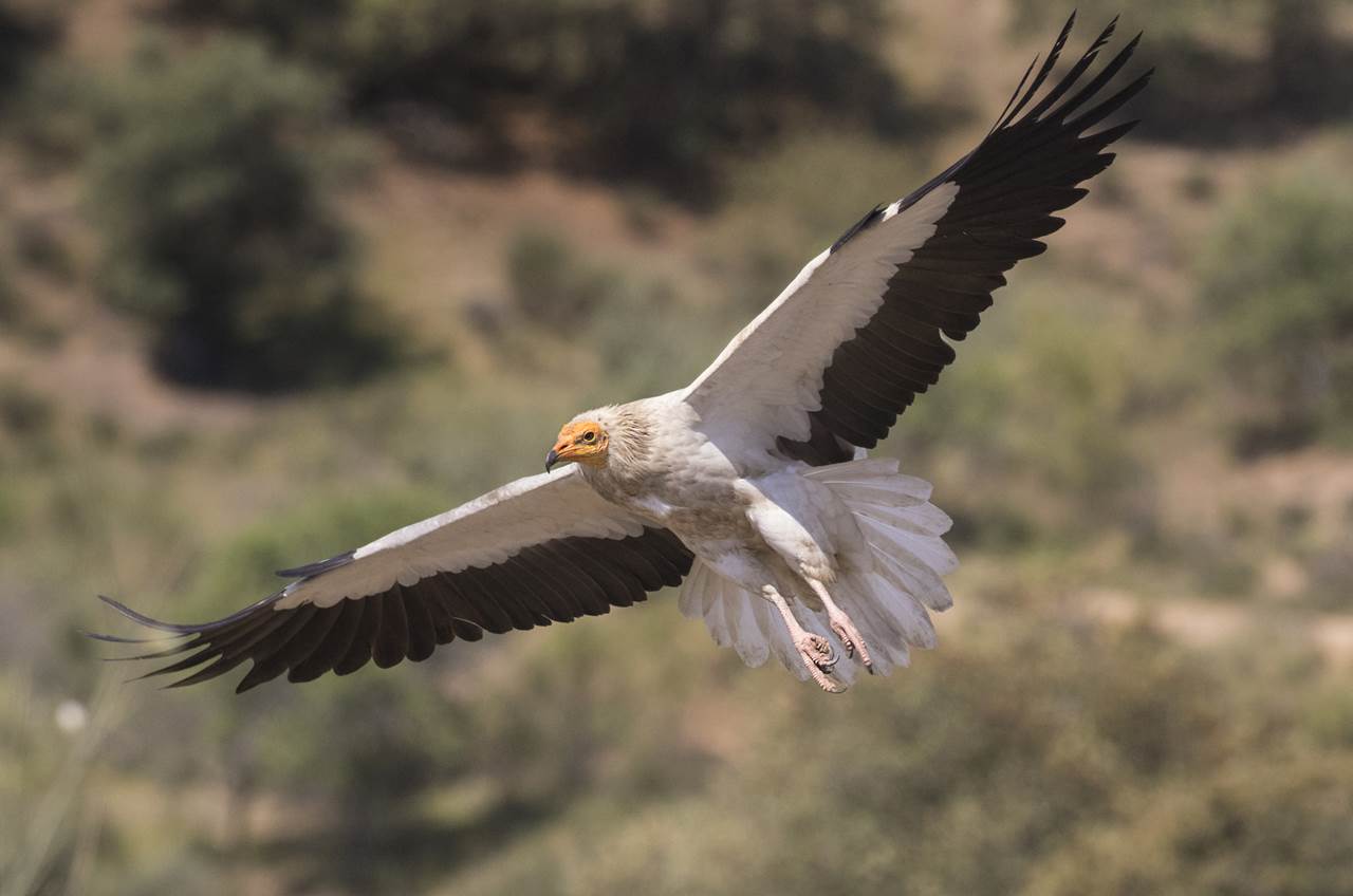 vultures extremadura skua 23
