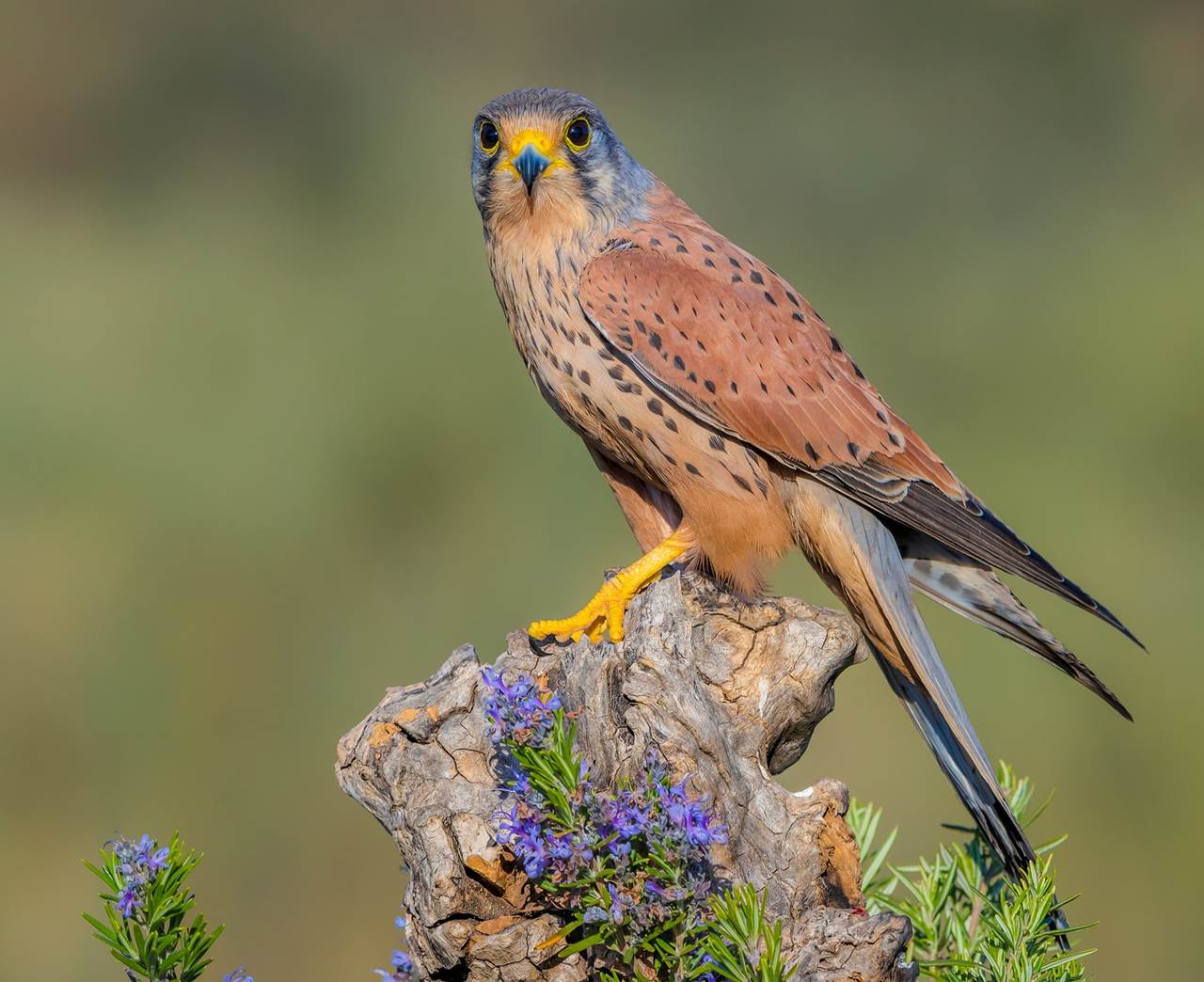 monfraue raptors skua 1