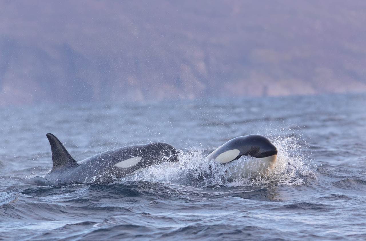 whalewatching skua 5