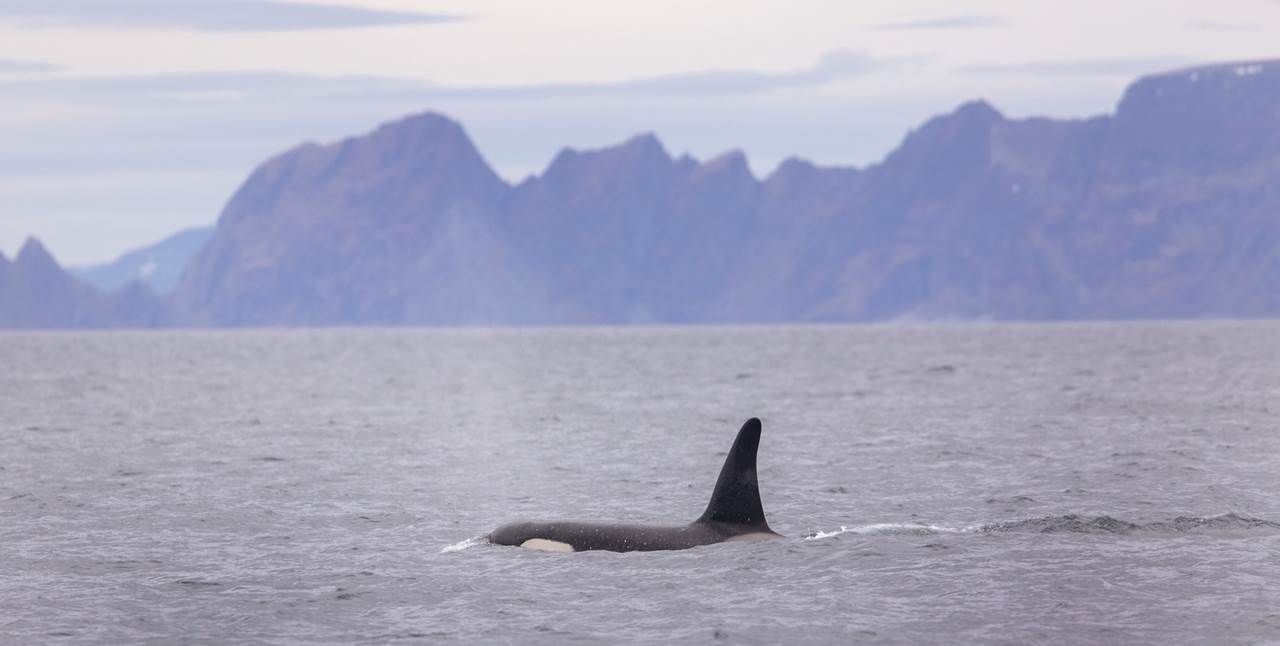 whalewatching skua 6