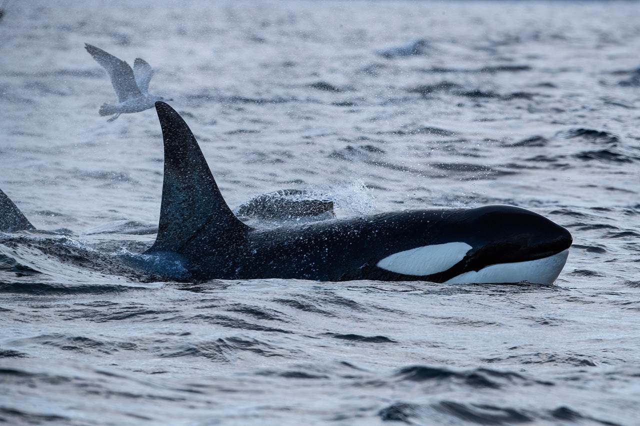 whalewatching skua 7