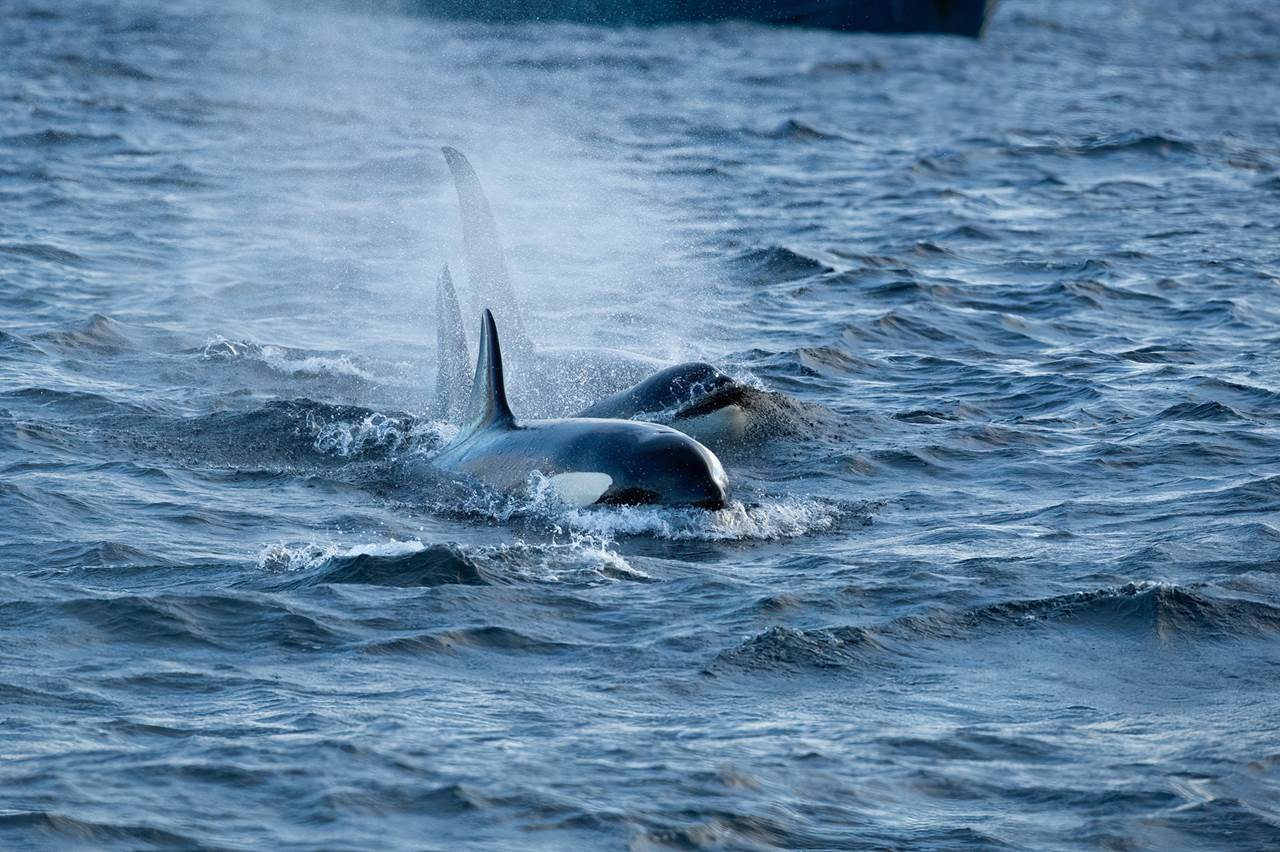 whalewatching skua 3