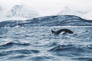 whalewatching skua 4