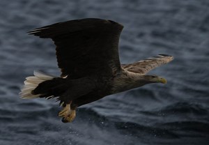 svolvaer sea eagle safari skua 4