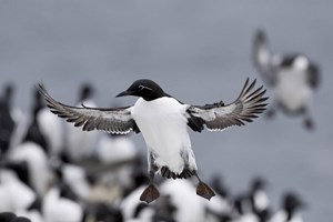 around hornoya skua 1