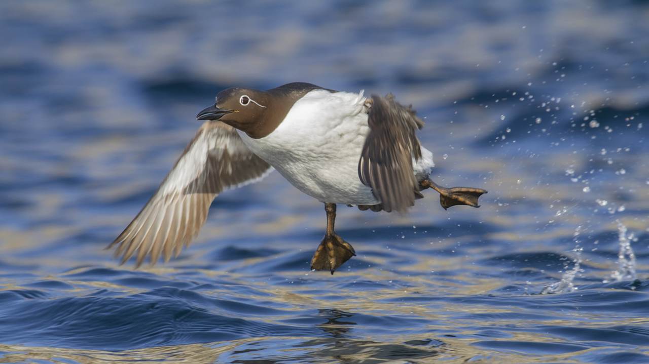 around hornoya skua 12