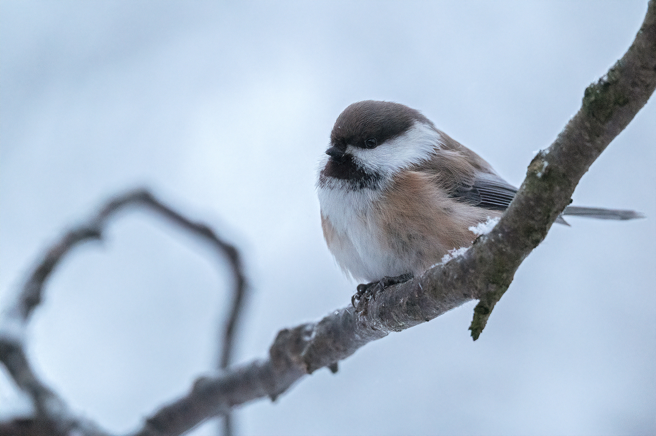 varanger photographic winter tour 3