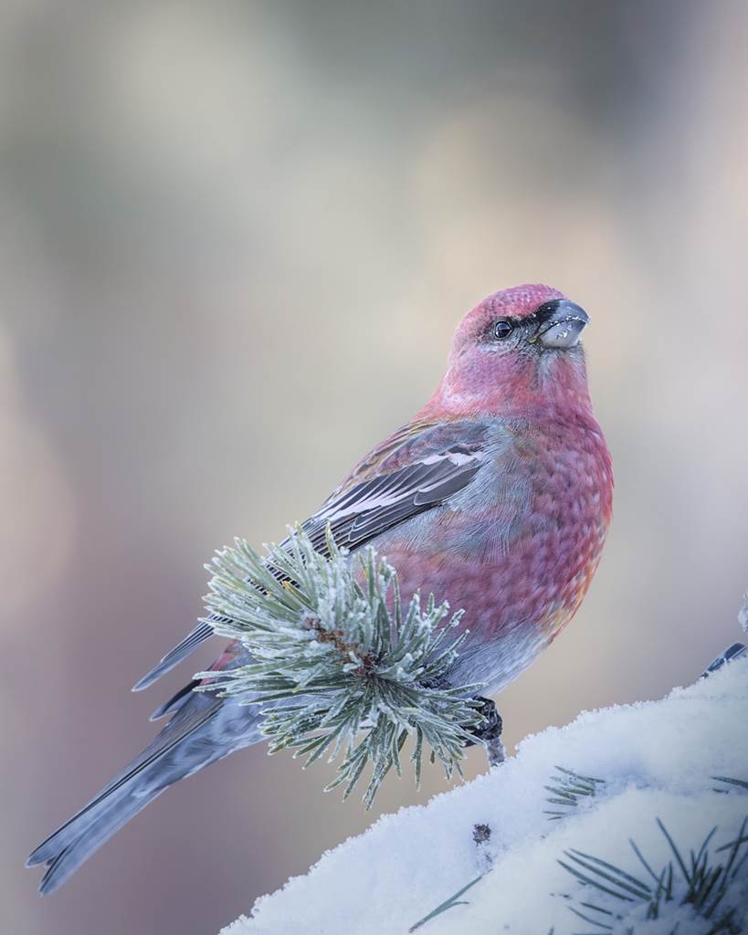 varanger photographic winter tour 4