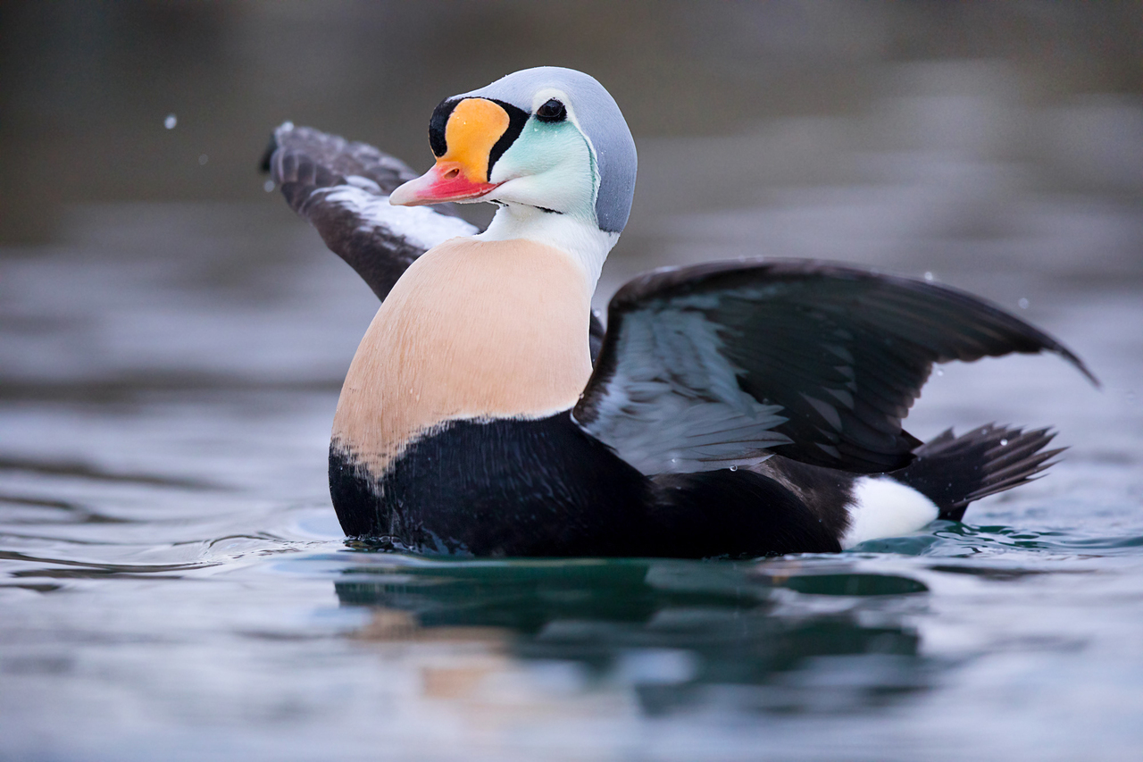 varanger photographic winter tour 6