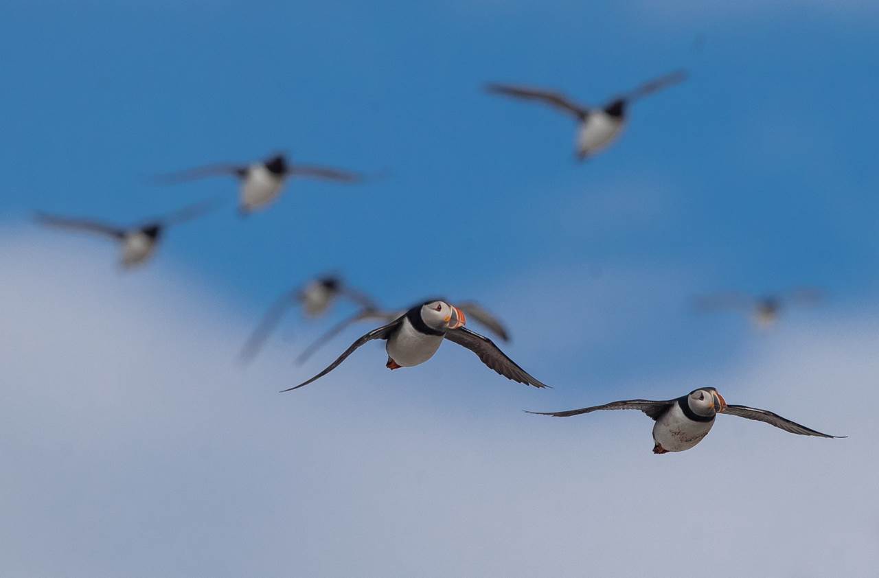varanger photographic winter tour 9