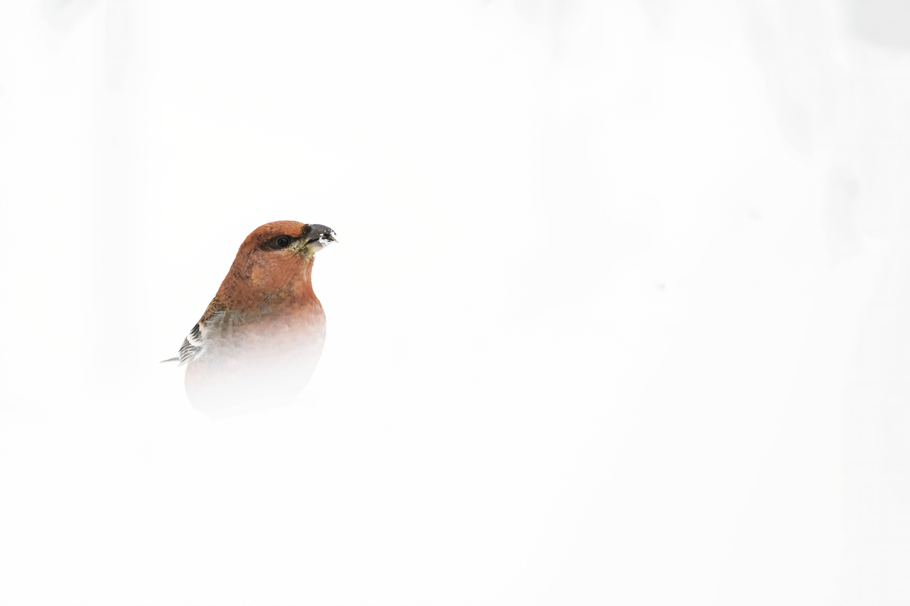 varanger photographic winter tour 1