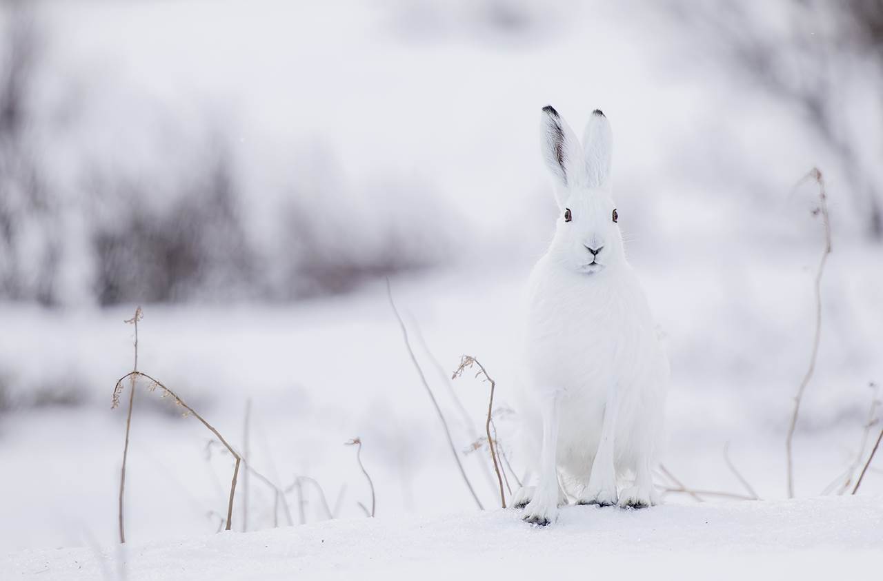 varanger photographic winter tour 1