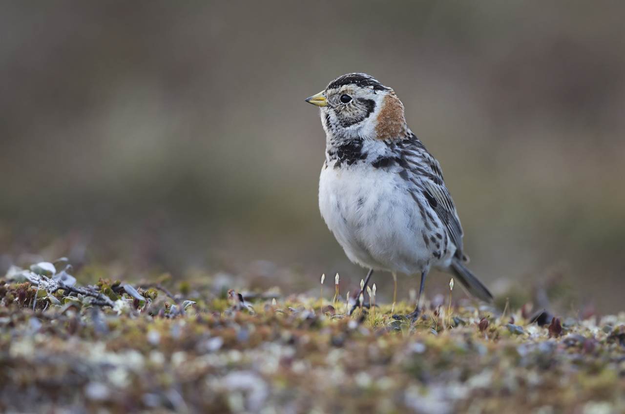 varanger spring photographic tour 7
