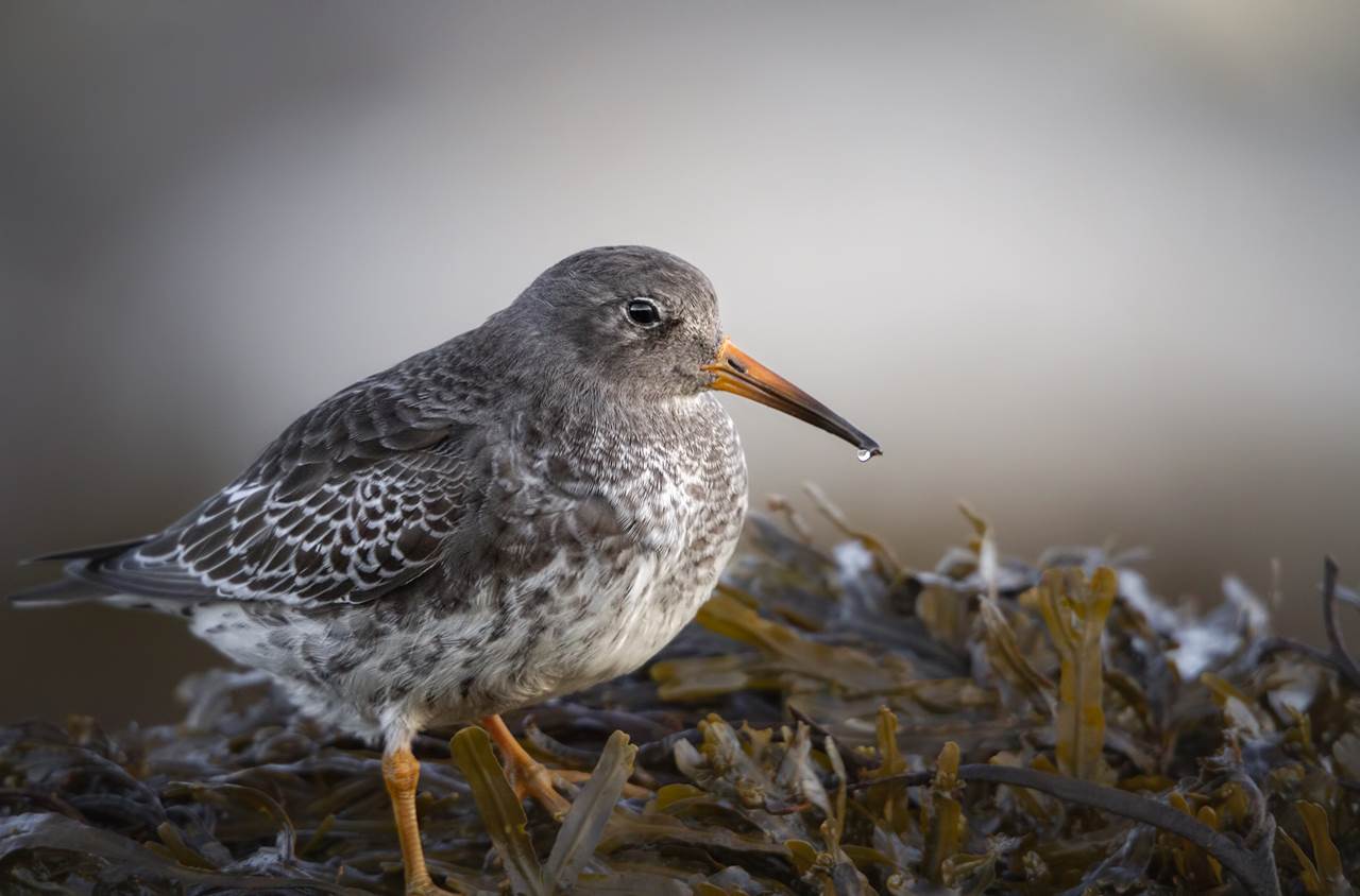 varanger spring photographic tour 8