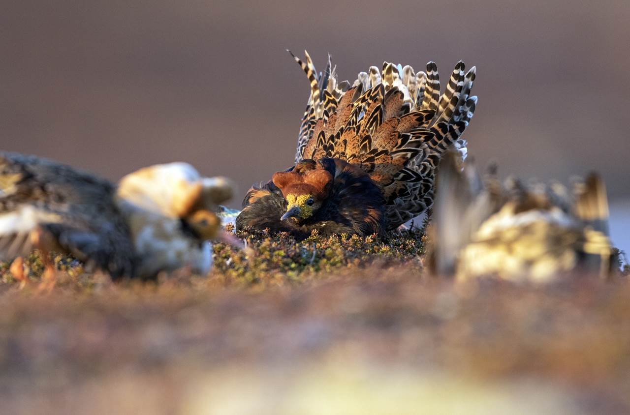 varanger spring photographic tour 11