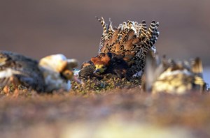 varanger spring photographic tour 11