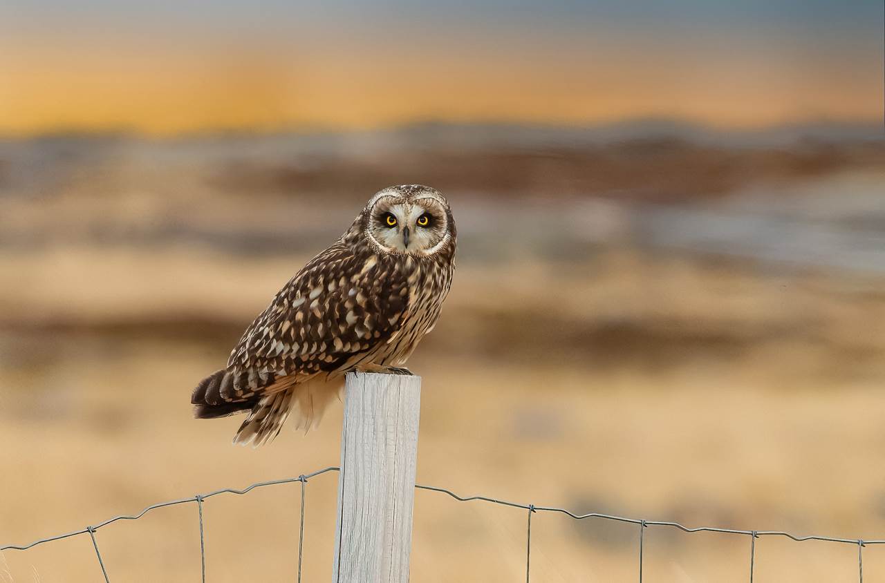 varanger spring photographic tour 13