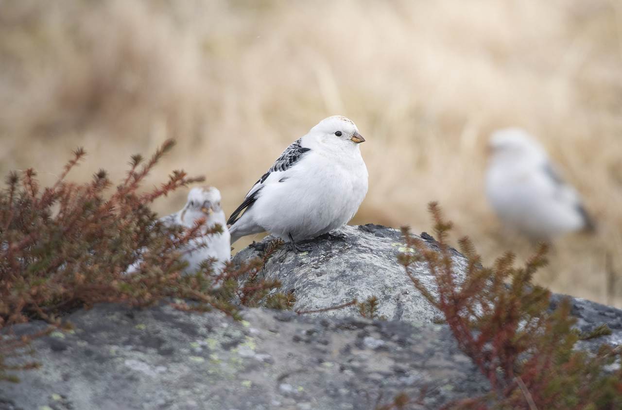 varanger spring photographic tour 15