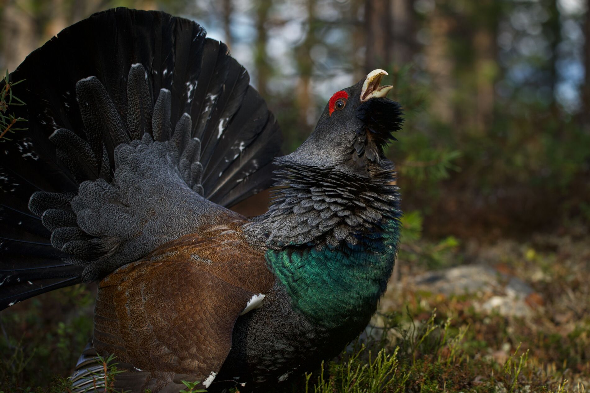 varanger spring photographic tour 18