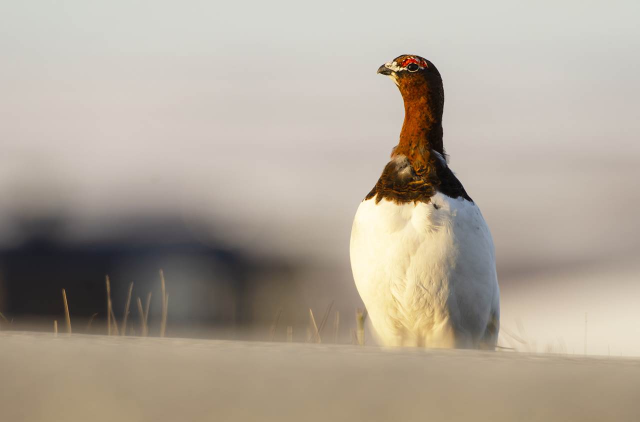 varanger spring photographic tour 23
