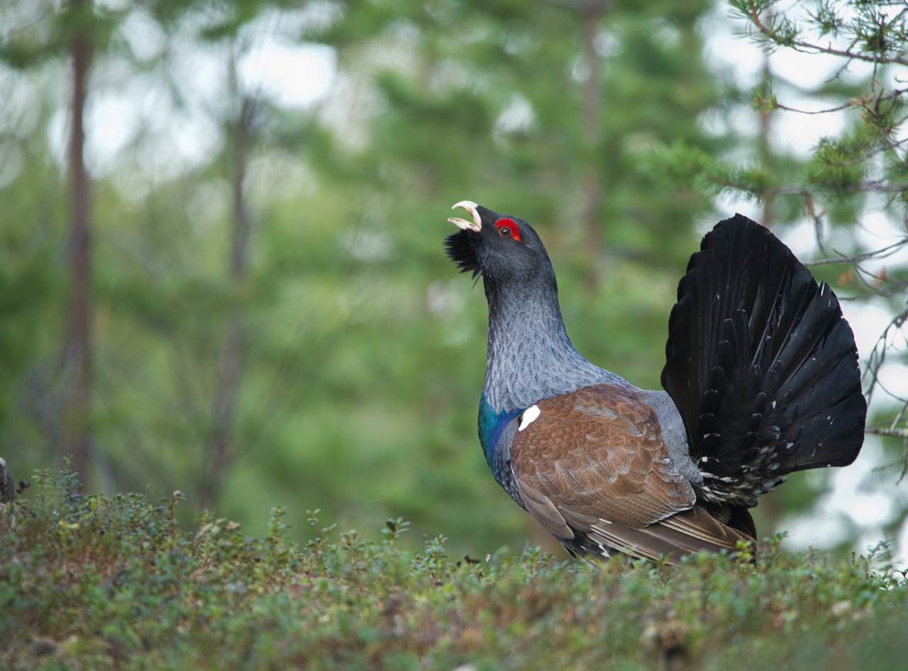 varanger spring photographic tour 24