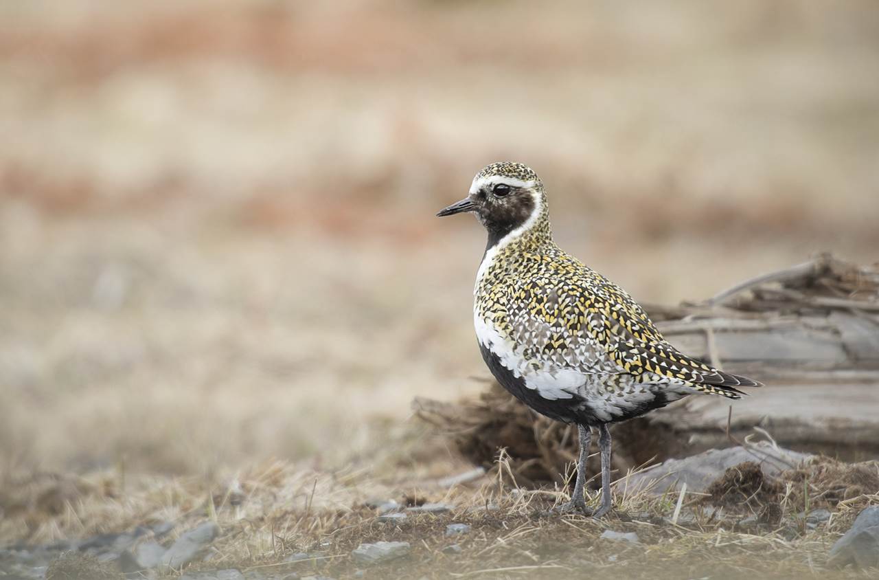 varanger spring photographic tour 25