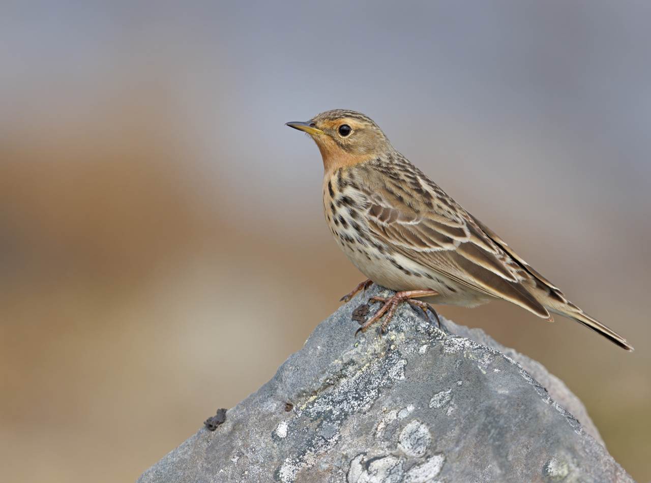 varanger photographic summer tour 7