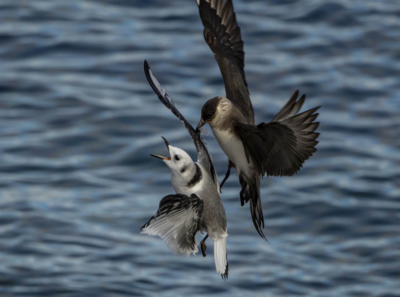 varanger photographic summer tour 10