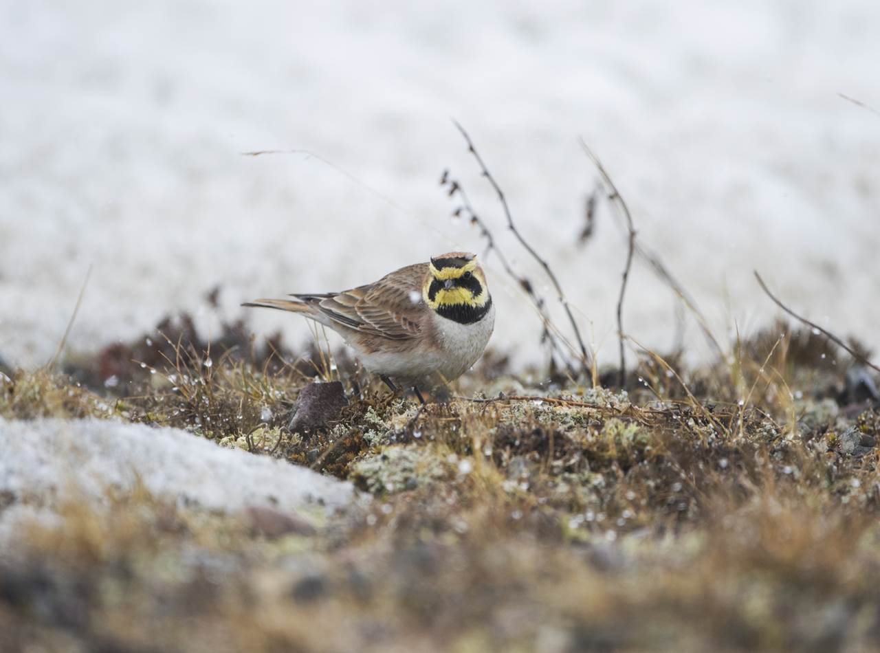 varanger photographic summer tour 11